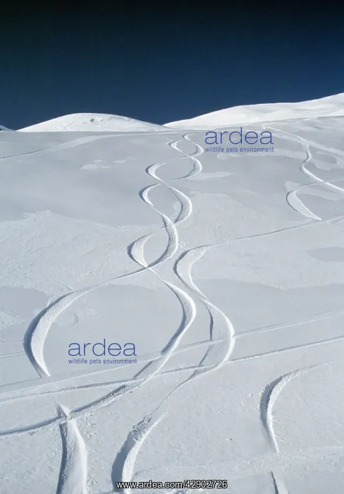  : Track lines in the SNOW