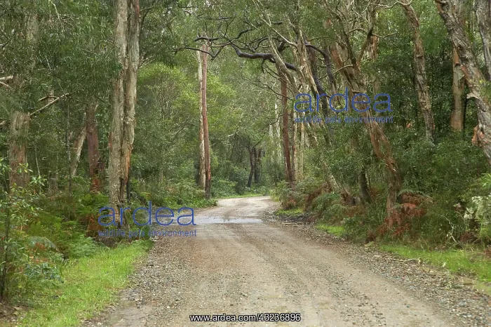 : Track to Myall Lake, New South Wales, Australia : Track to Myall Lake, New South Wales, Australia