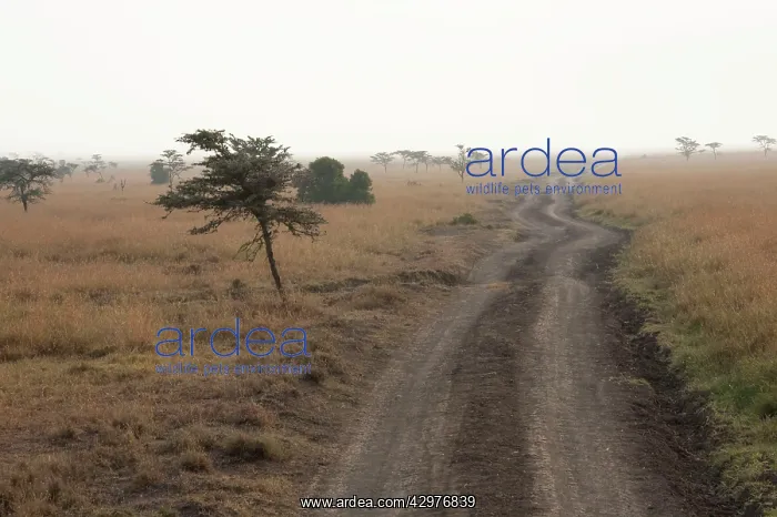: Track - Ol Pejeta Conservancy : Track - Ol Pejeta Conservancy