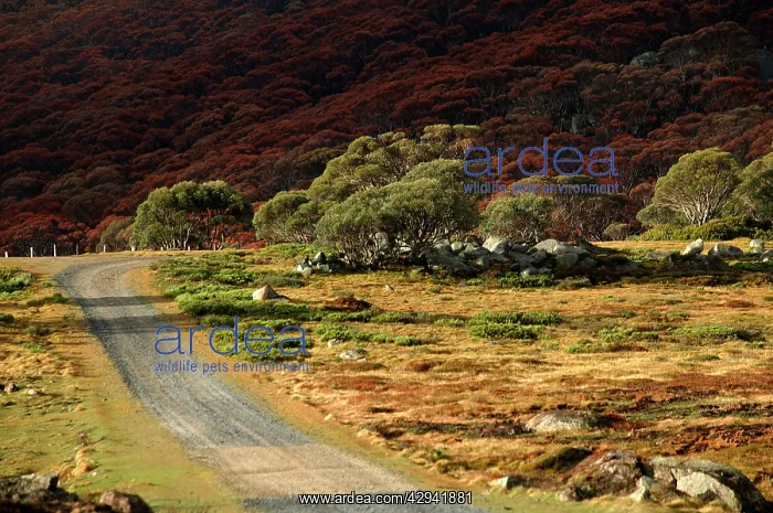 : Track to Pretty Valley, Bogong Section, Alpine : Track to Pretty Valley, Bogong Section, Alpine