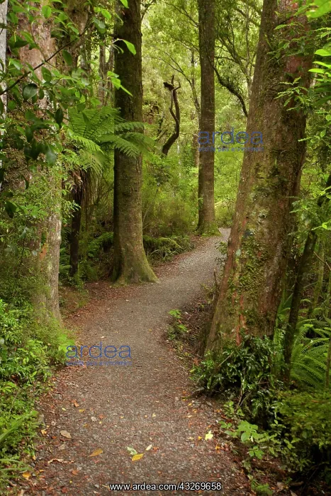 : Track to Purakaunui Falls, Catlins, South : Track to Purakaunui Falls, Catlins, South
