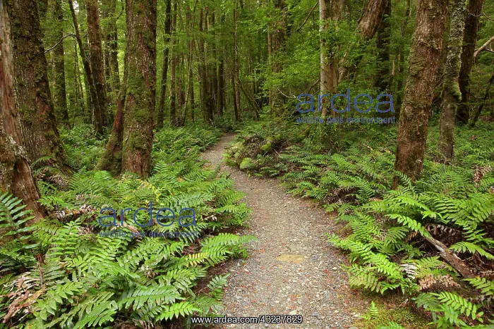 : Track to Ralphs Falls, Mt Victoria Forest : Track to Ralphs Falls, Mt Victoria Forest