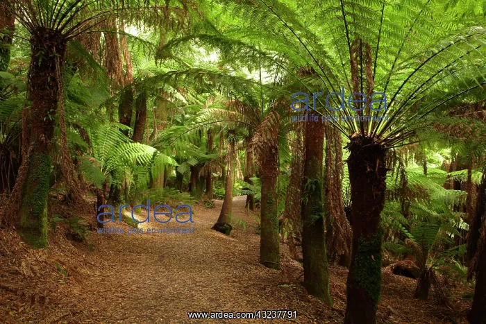 : Track to St Columba Falls through Fern Glade : Track to St Columba Falls through Fern Glade