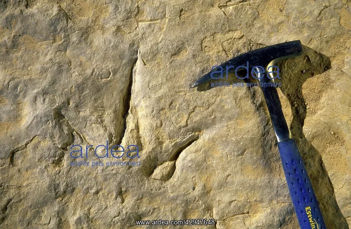 : Track of a Theropod (meat eater) dinosaur. Track : Track of a Theropod (meat eater) dinosaur. Track