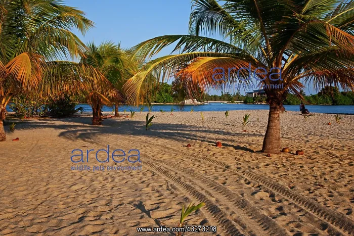 : Tracks along the beach on Placenia in Belize : Tracks along the beach on Placenia in Belize