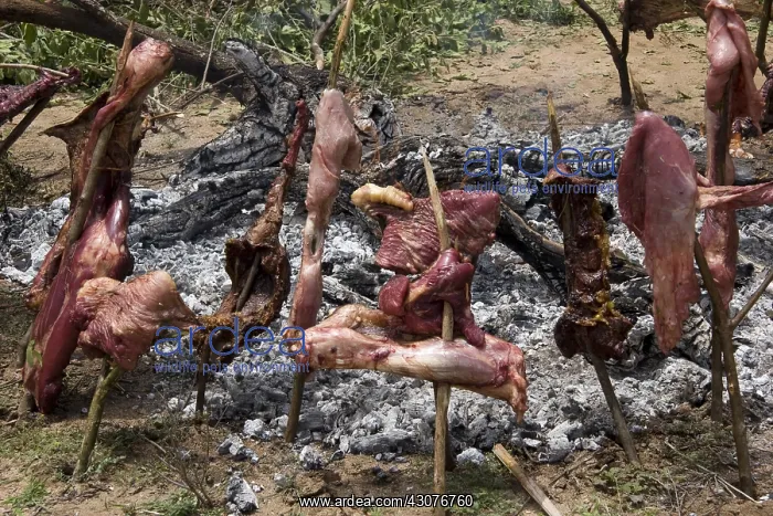 : Tracks of cow cooked in embers by the way Masai Tanzania : Tracks of cow cooked in embers by the way Masai Tanzania