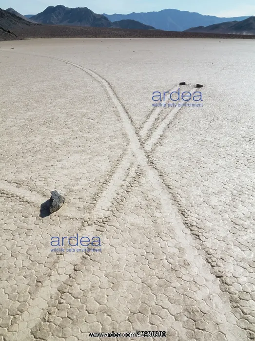 : Tracks created by the mysterious moving rocks at : Tracks created by the mysterious moving rocks at