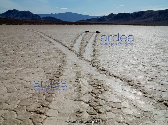 : Tracks created by the mysterious moving rocks at : Tracks created by the mysterious moving rocks at