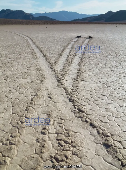: Tracks created by the mysterious moving rocks at : Tracks created by the mysterious moving rocks at