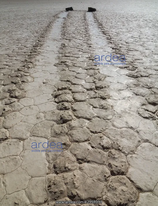  : Tracks created by the mysterious moving rocks at