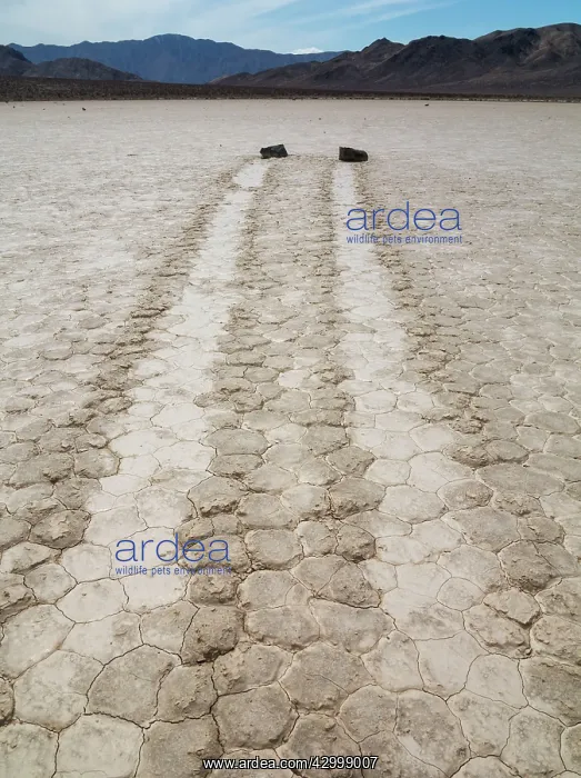 : Tracks created by the mysterious moving rocks at : Tracks created by the mysterious moving rocks at