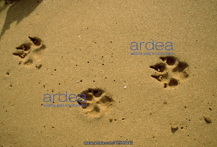 : TRACKS - Dog Footprints : TRACKS - Dog Footprints