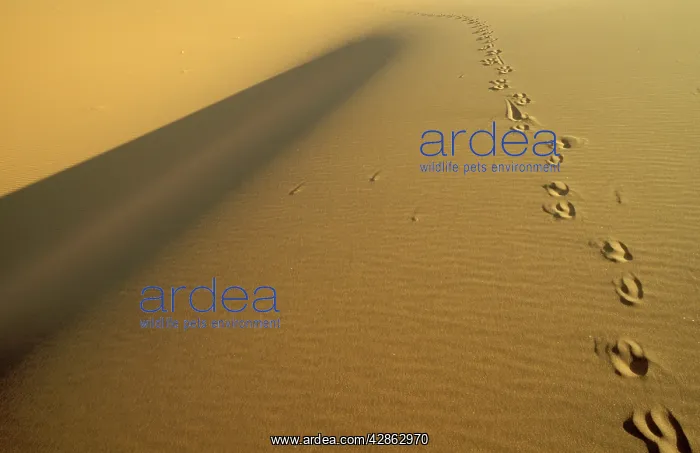 : Tracks of a Gemsbok in the sand of the Namib Desert : Tracks of a Gemsbok in the sand of the Namib Desert