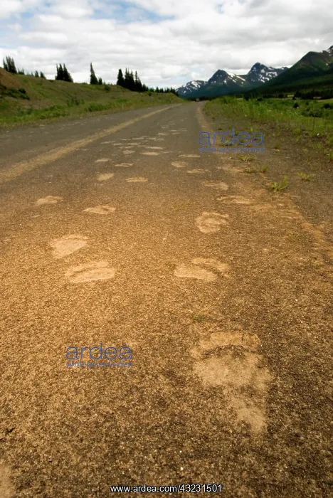  : Tracks of a grizzly bear, Ursus arctos