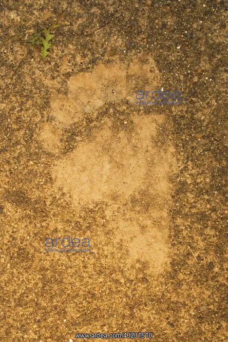 : Tracks of a grizzly bear, Ursus arctos : Tracks of a grizzly bear, Ursus arctos