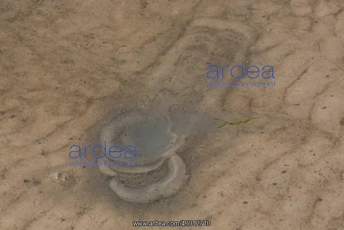 : Tracks when the gulls trample on the spot in shallow : Tracks when the gulls trample on the spot in shallow