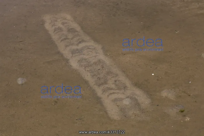 : Tracks when the gulls trample on the spot in shallow : Tracks when the gulls trample on the spot in shallow