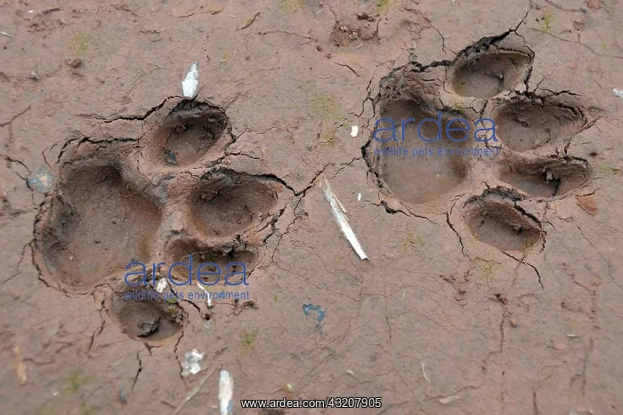 : Tracks of a jaguar, Amazonia, Brazil, South America : Tracks of a jaguar, Amazonia, Brazil, South America