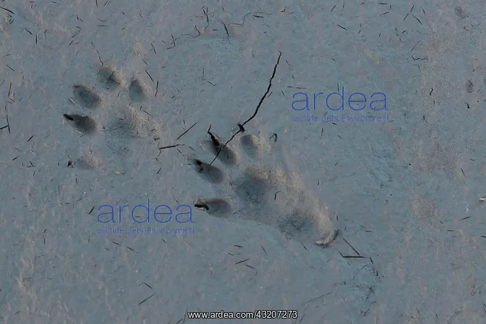 : Tracks from an otter, showing both the front and : Tracks from an otter, showing both the front and