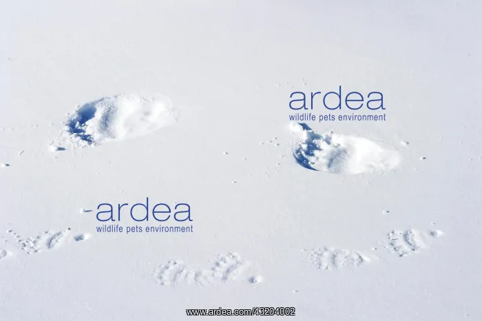 : Tracks of Polar bear sow (Ursus maritimus) and a : Tracks of Polar bear sow (Ursus maritimus) and a
