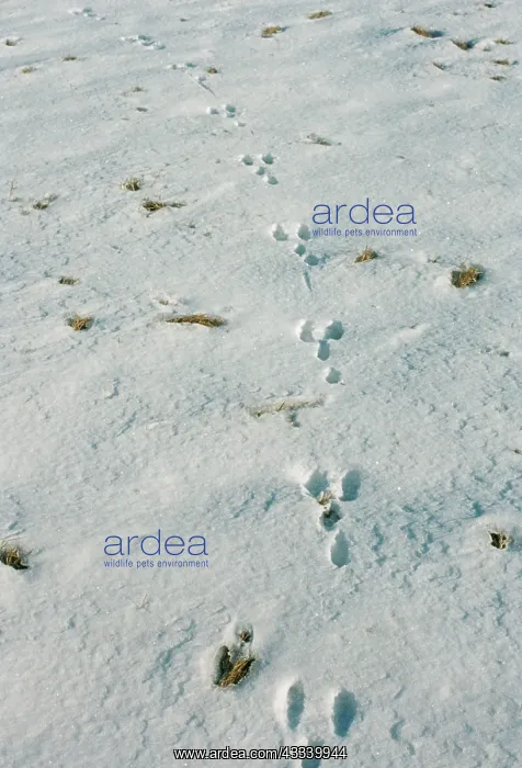  : TRACKS - Rabbit tracks in snow
