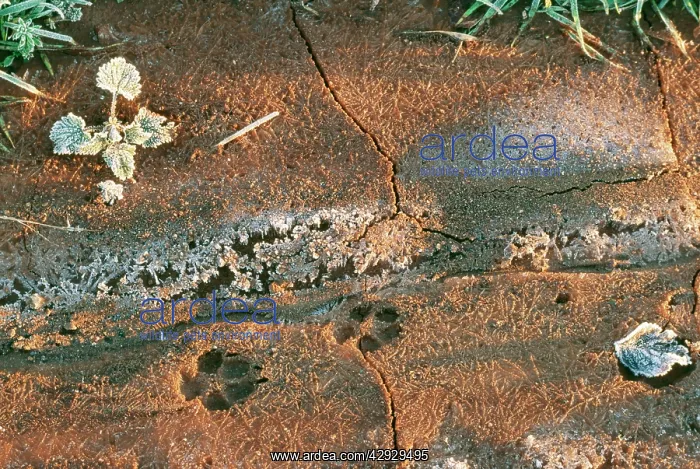 : TRACKS - Red Fox tracks in frozen mud : TRACKS - Red Fox tracks in frozen mud