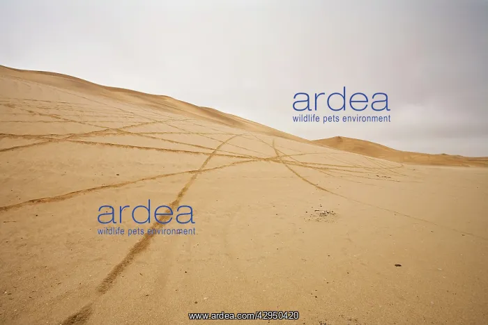 : Tracks scar the dunes and Gravel Plains - Left by scramblers : Tracks scar the dunes and Gravel Plains - Left by scramblers