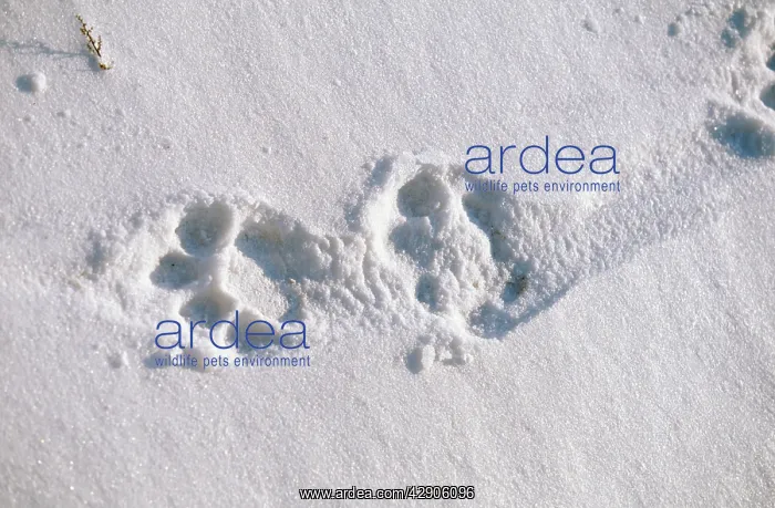 : TRACKS - Siberian / Amur Tiger tracks in snow : TRACKS - Siberian / Amur Tiger tracks in snow