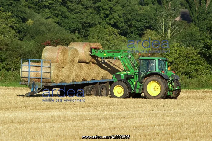 : Tractor carrying bales of hay and loading onto : Tractor carrying bales of hay and loading onto