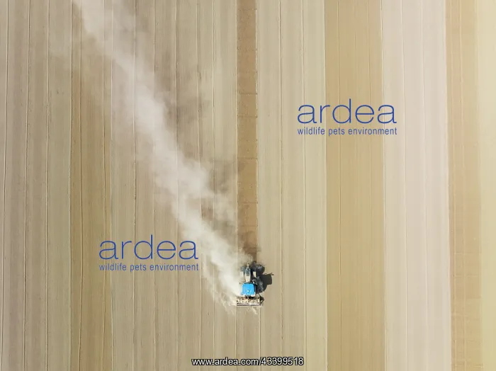 : Tractor at field work. Aerial view. Drone shot : Tractor at field work. Aerial view. Drone shot