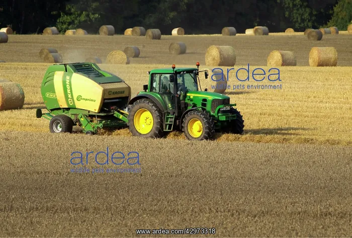 : Tractor making bales of hay in freshly cut wheat : Tractor making bales of hay in freshly cut wheat