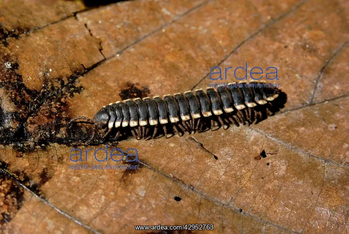 : Tractor millipede : Tractor millipede
