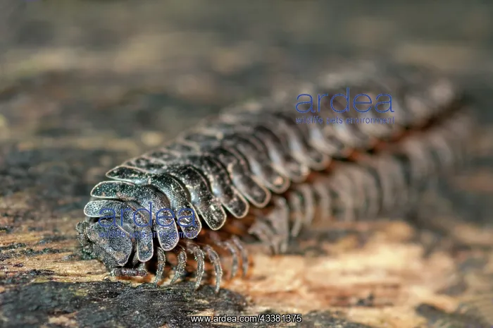 : Tractor Millipede : Tractor Millipede