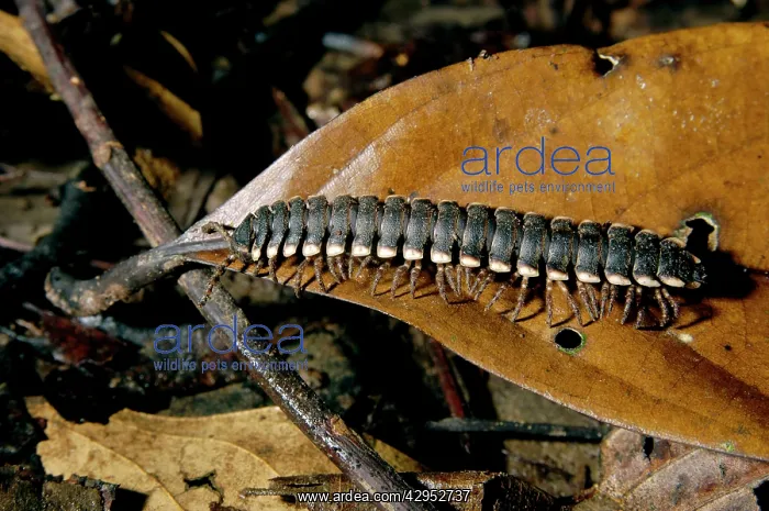 : Tractor millipede on lowland rainforest floor : Tractor millipede on lowland rainforest floor