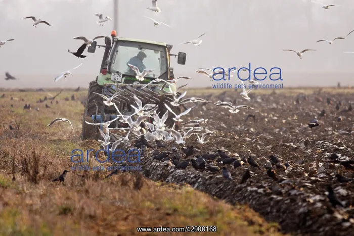 : Tractor - ploughing field with Black-headed Gulls : Tractor - ploughing field with Black-headed Gulls