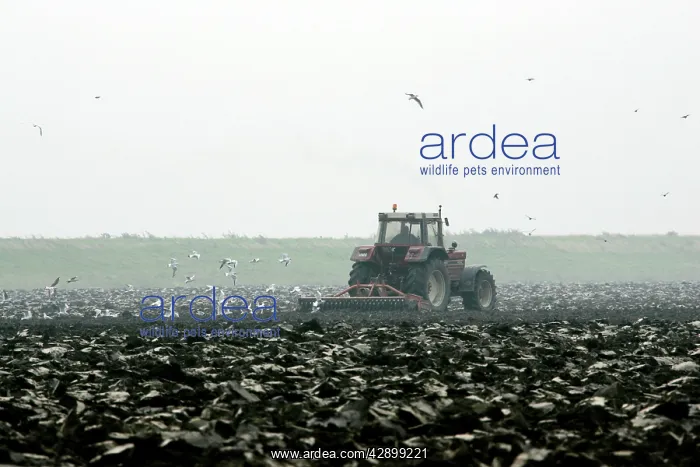  : Tractor - ploughing field - Gulls following