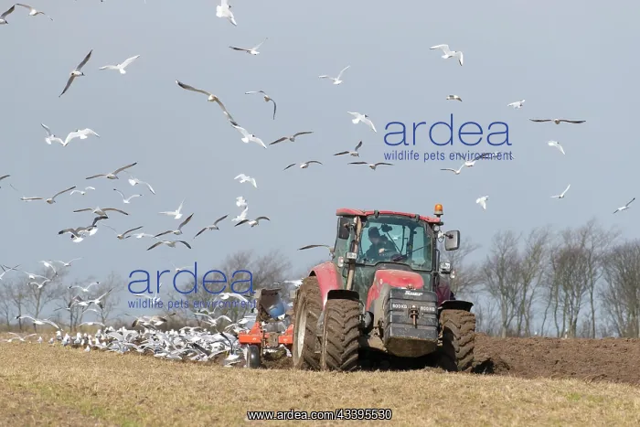 : Tractor plow : Tractor plow
