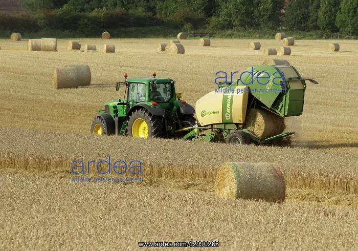 : Tractor pulling straw baling machine in field : Tractor pulling straw baling machine in field