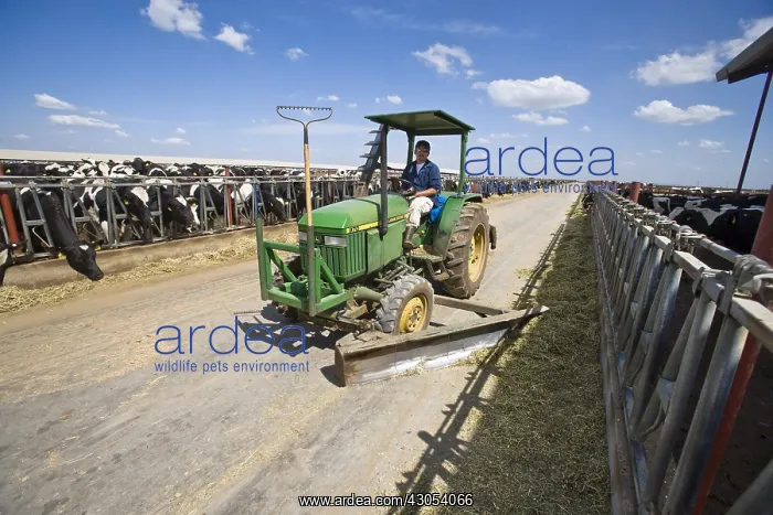 : Tractor pushing silage before cornadis California USA : Tractor pushing silage before cornadis California USA