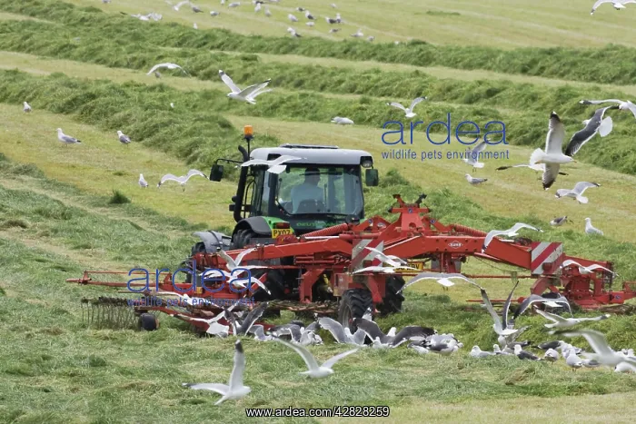 : Tractor raking grass for silage harvesting : Tractor raking grass for silage harvesting