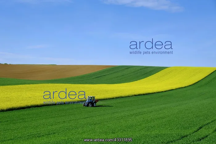  : Tractor and rape field, agricultural fields, near
