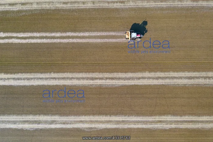 : Tractor sowing rice seeds in a flooded rice field : Tractor sowing rice seeds in a flooded rice field