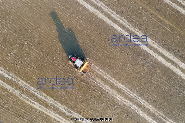 : Tractor sowing rice seeds in a flooded rice field : Tractor sowing rice seeds in a flooded rice field