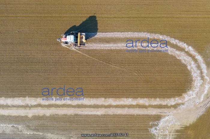 : Tractor sowing rice seeds in a flooded rice field : Tractor sowing rice seeds in a flooded rice field