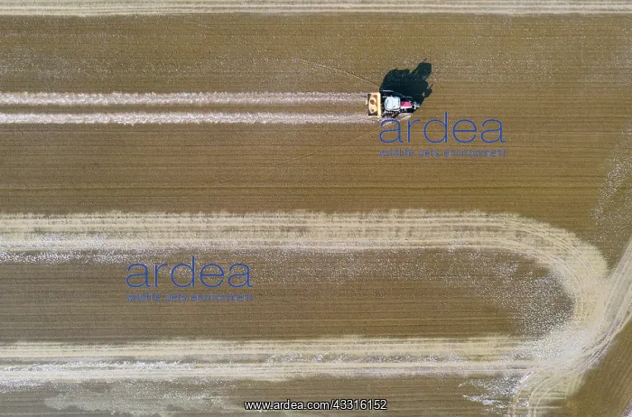 : Tractor sowing rice seeds in a flooded rice field : Tractor sowing rice seeds in a flooded rice field