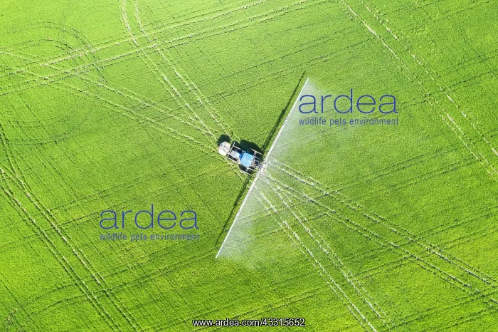 : Tractor spraying fungicide onto the rice fields : Tractor spraying fungicide onto the rice fields