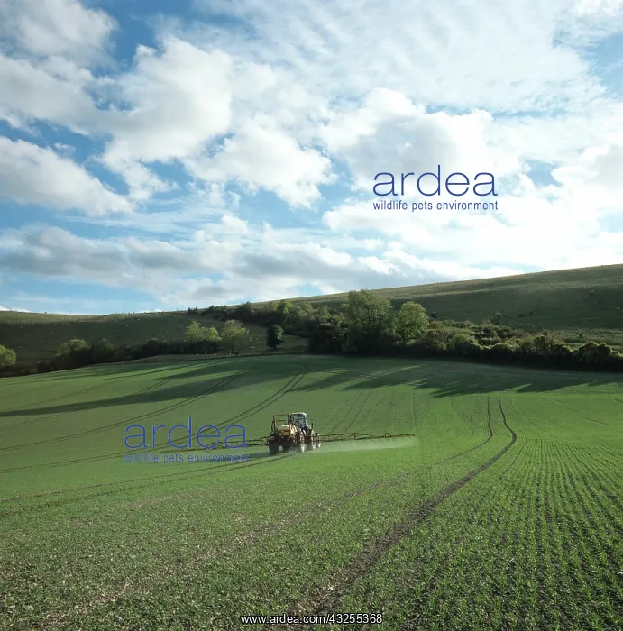 : Tractor spraying seedling wheat crop, UK : Tractor spraying seedling wheat crop, UK
