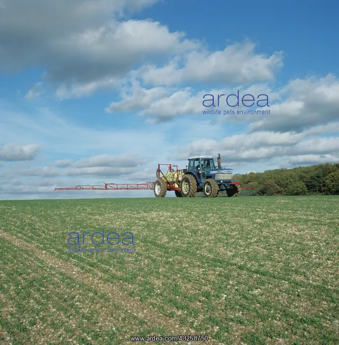 : Tractor spraying seedling wheat crop, UK : Tractor spraying seedling wheat crop, UK