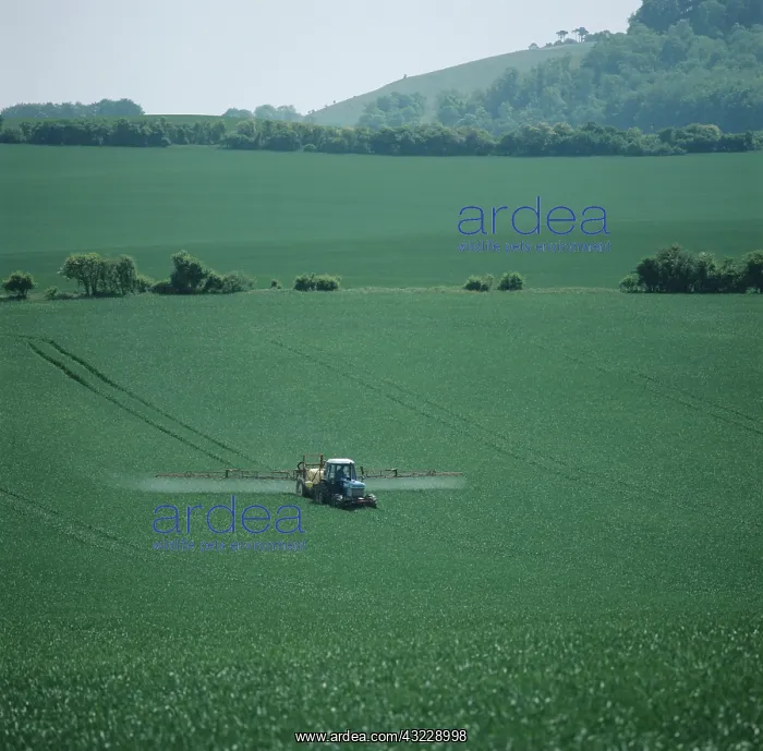 : Tractor spraying wheat crop : Tractor spraying wheat crop