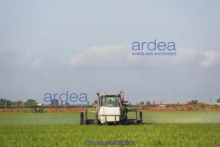 : A tractor sprays a fungicide onto the rice fields : A tractor sprays a fungicide onto the rice fields
